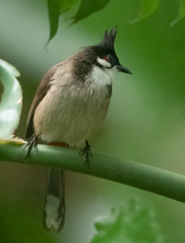 Red-whiskered Bulbul - ML553778311