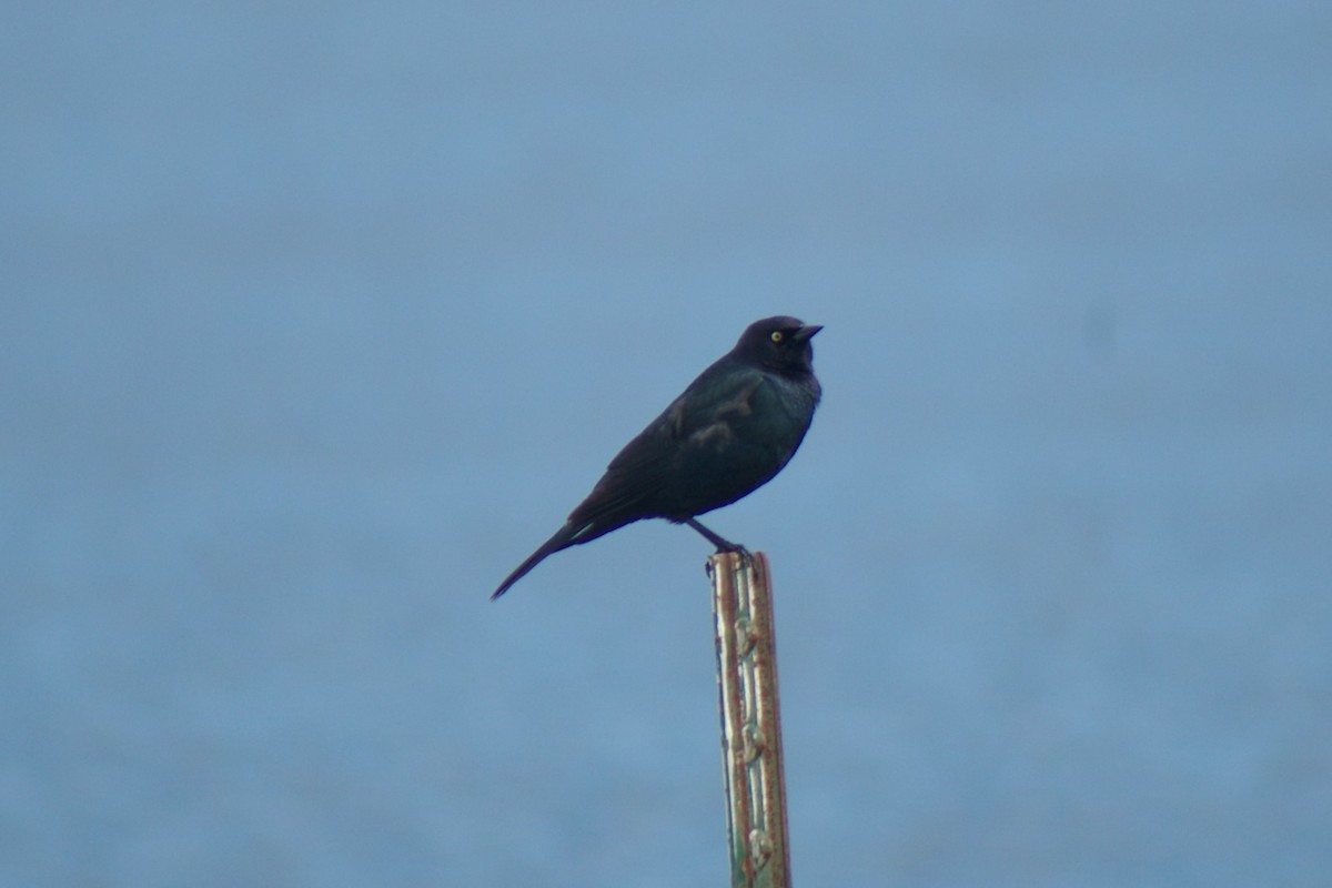 Brewer's Blackbird - ML55377841