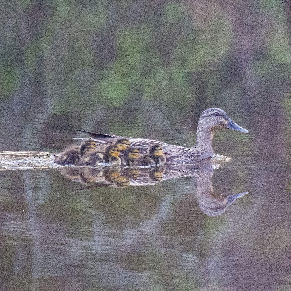 Mallard - ML553778431