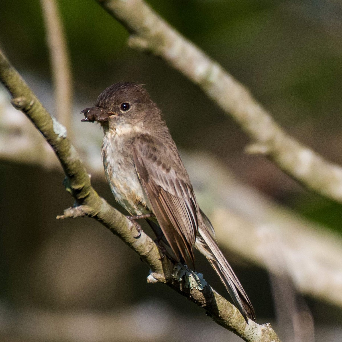 Eastern Phoebe - ML553778481