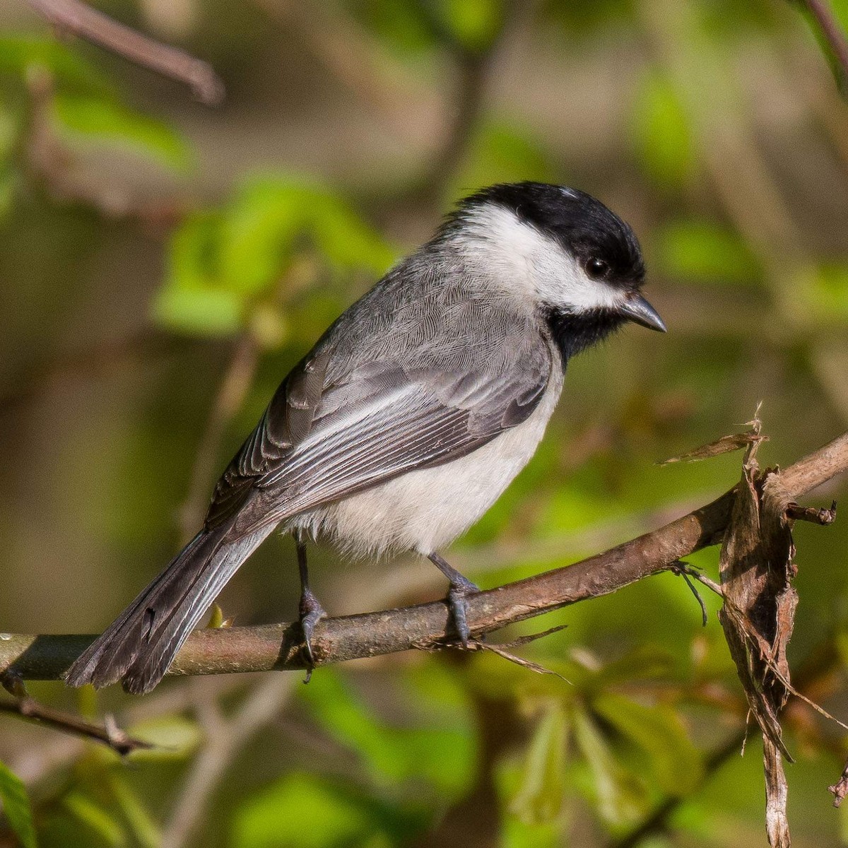 Carolina Chickadee - ML553778511