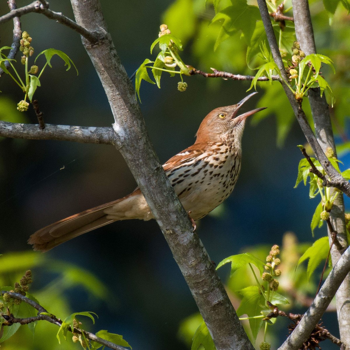 Brown Thrasher - ML553778611