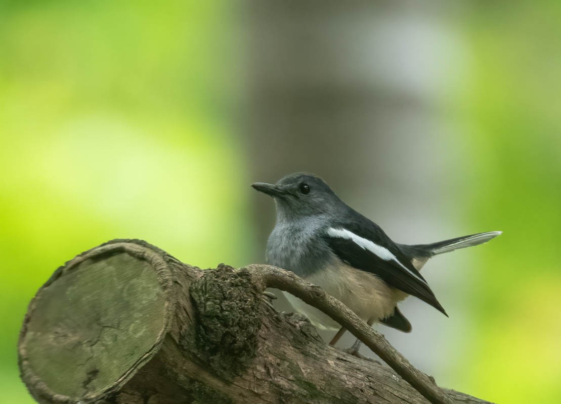 Oriental Magpie-Robin - ML553778651