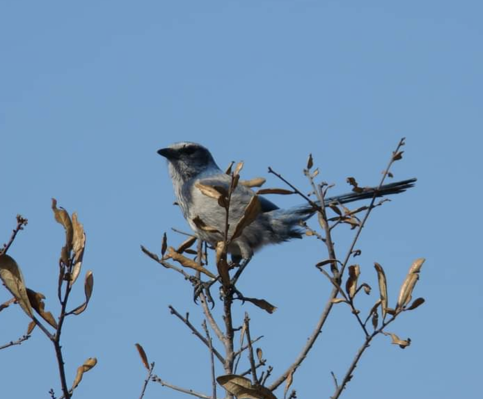 Florida Scrub-Jay - ML553778731