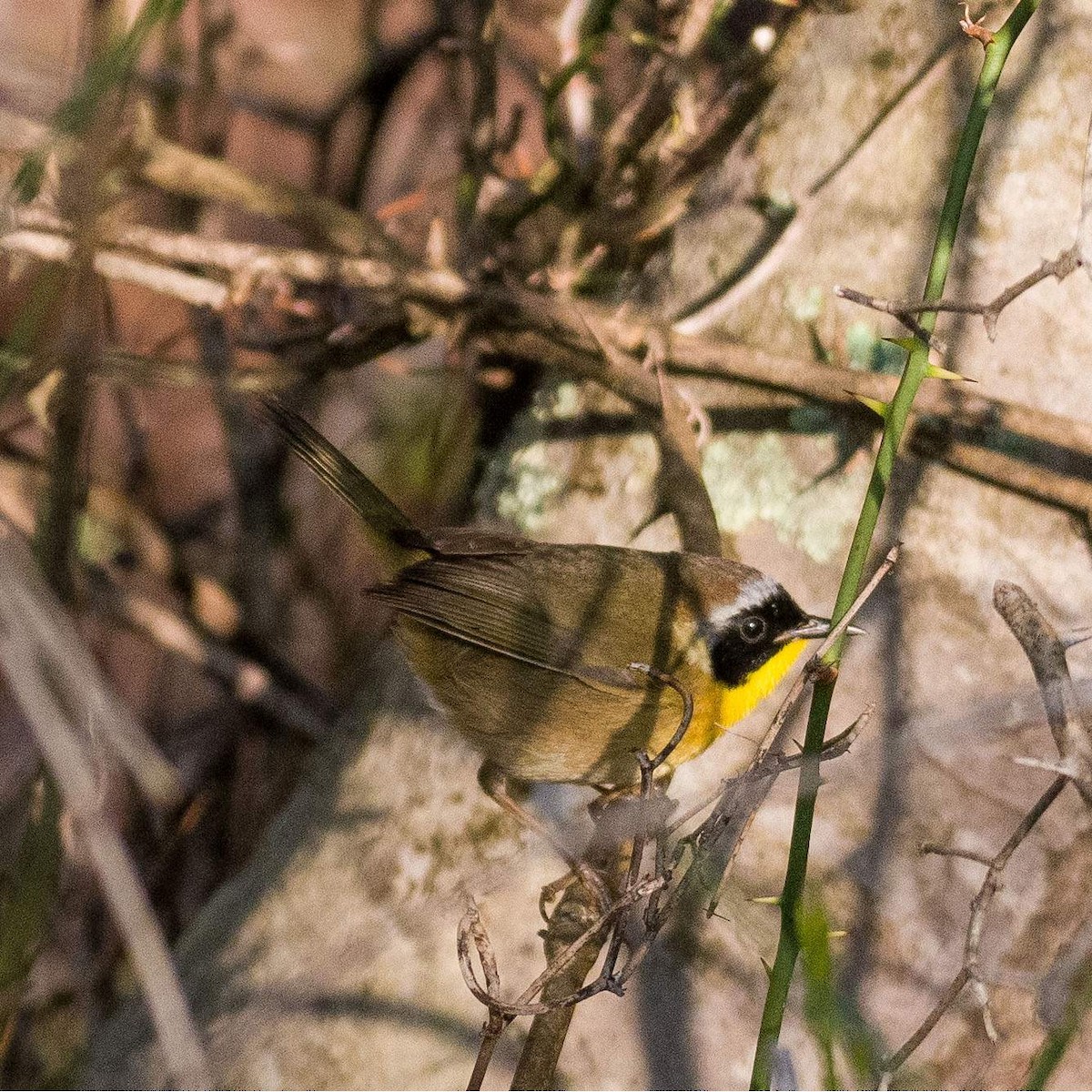 Common Yellowthroat - ML553778741