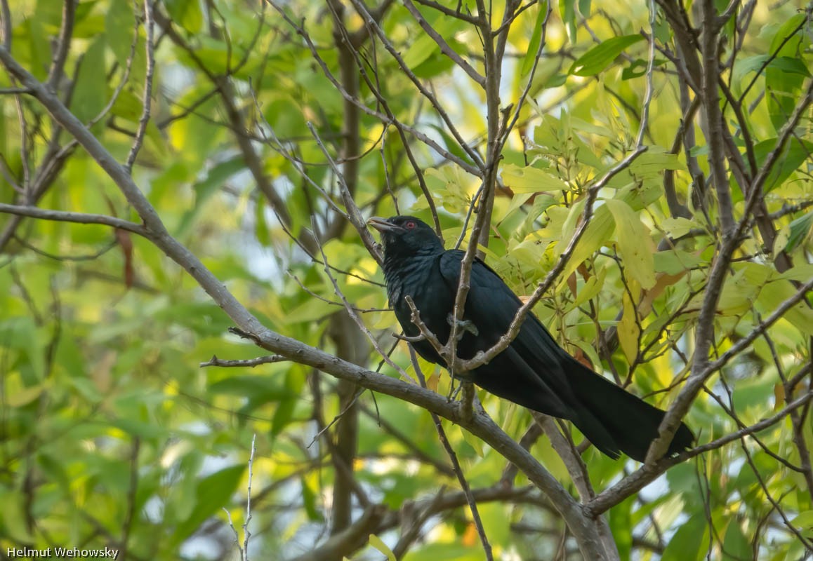 Asian Koel - ML553778781