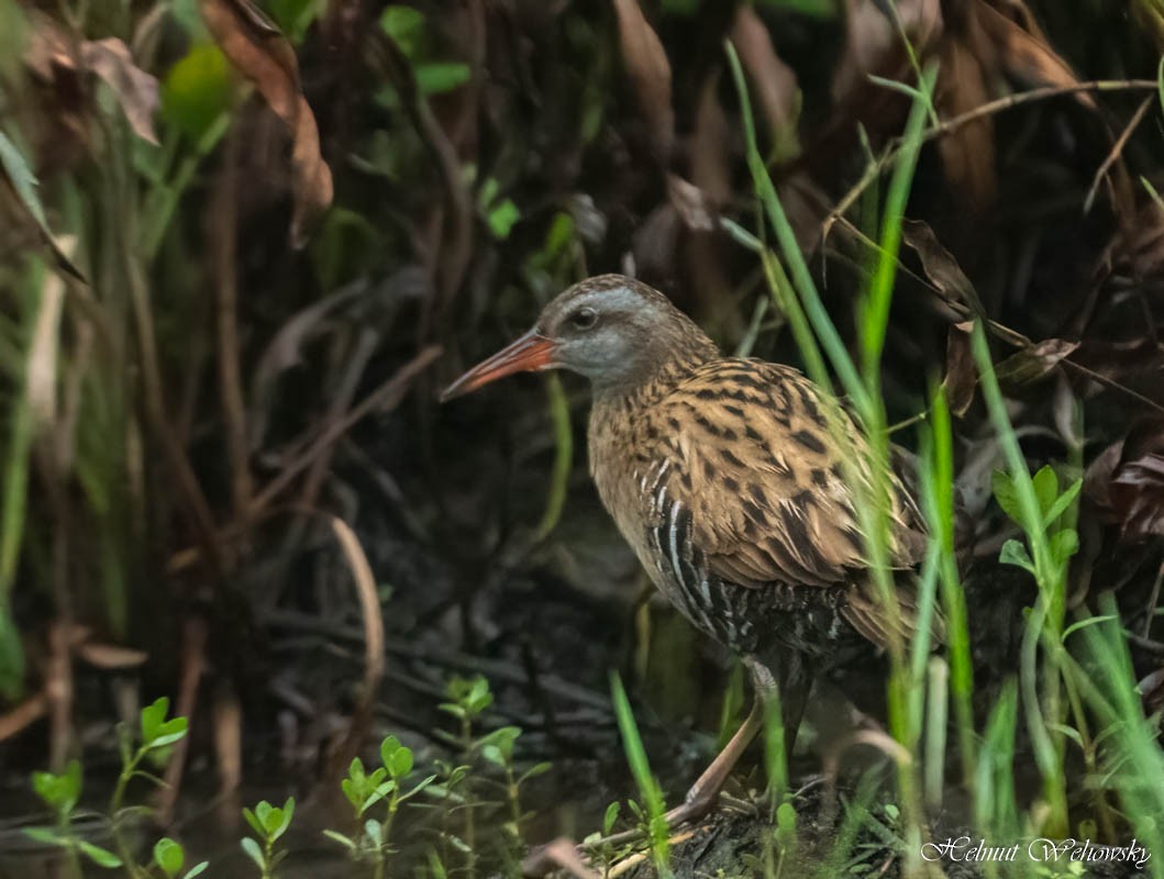 Brown-cheeked Rail - ML553778891