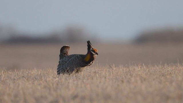 Степной тетерев - ML553778941