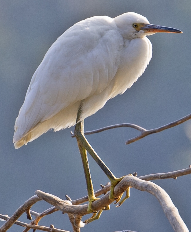 Little Egret (Dimorphic) - johnny powell