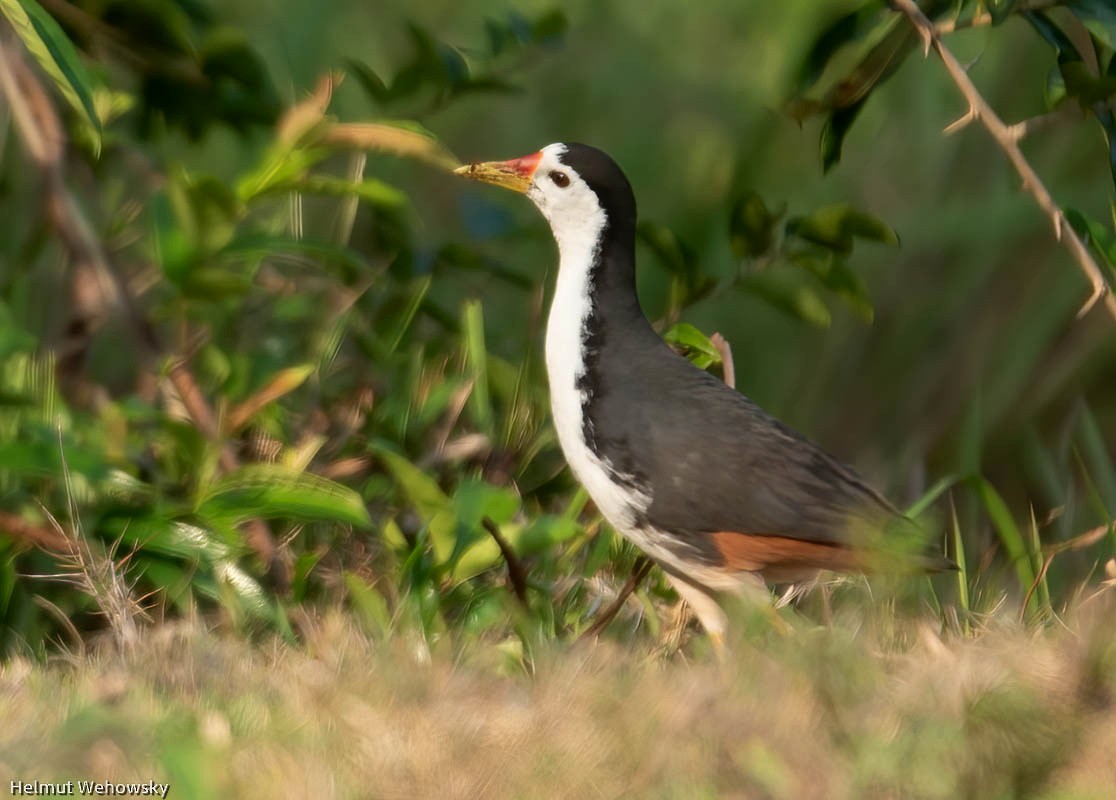 White-breasted Waterhen - ML553779041