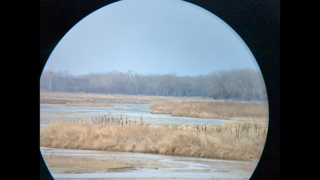 Sandhill Crane - ML553779291