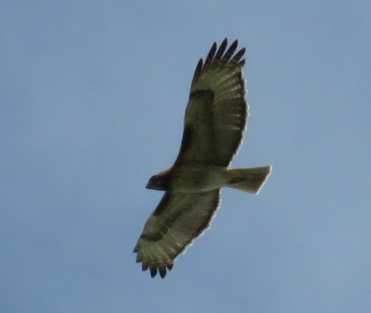 Red-tailed Hawk - Jan Thom
