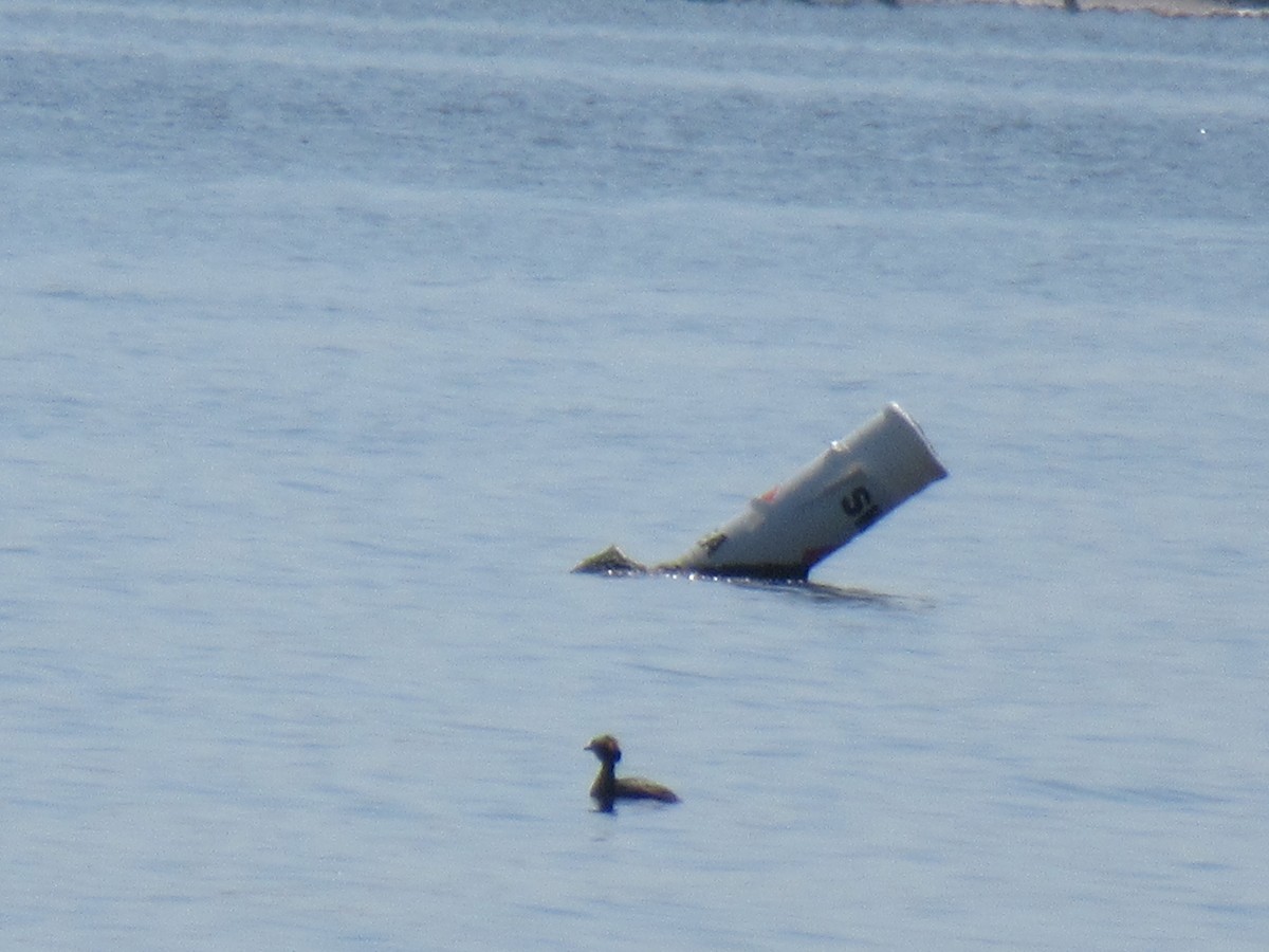 Ohrentaucher - ML553780621