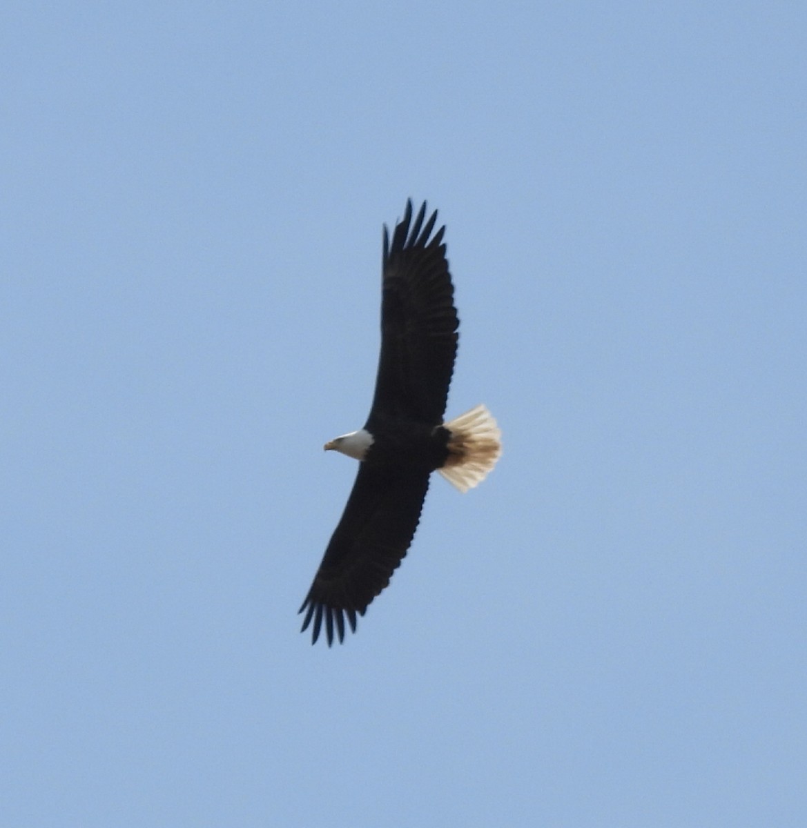 Bald Eagle - ML553781211