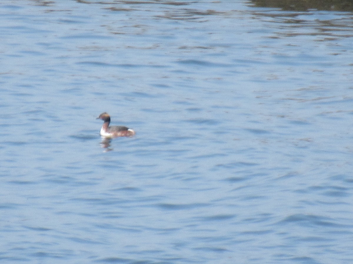 Ohrentaucher - ML553781231