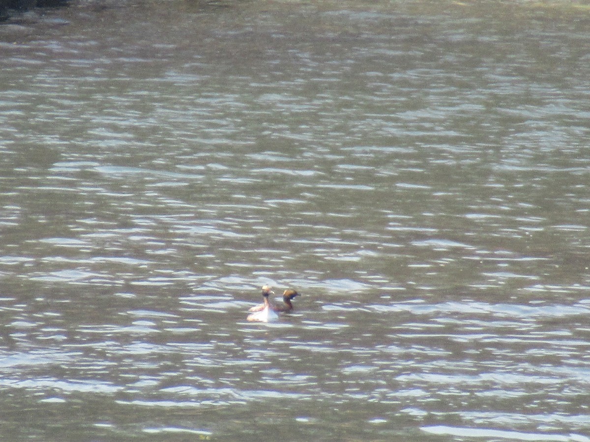 Ohrentaucher - ML553781261