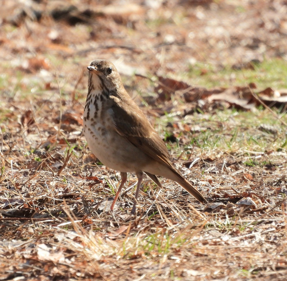 Hermit Thrush - ML553781291