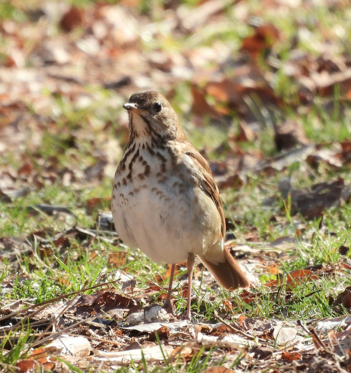 Hermit Thrush - ML553781301
