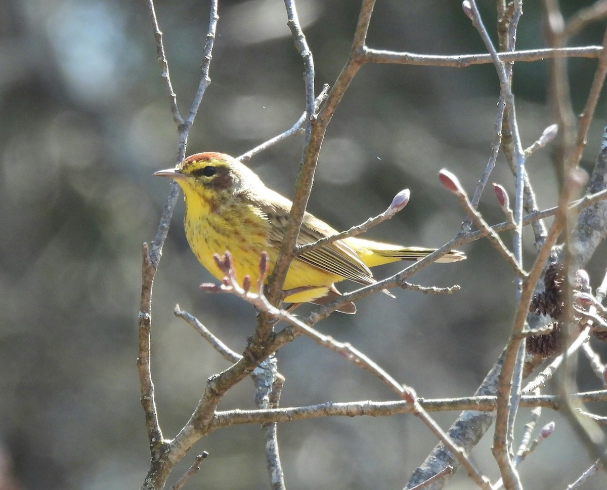 Palm Warbler - ML553781321