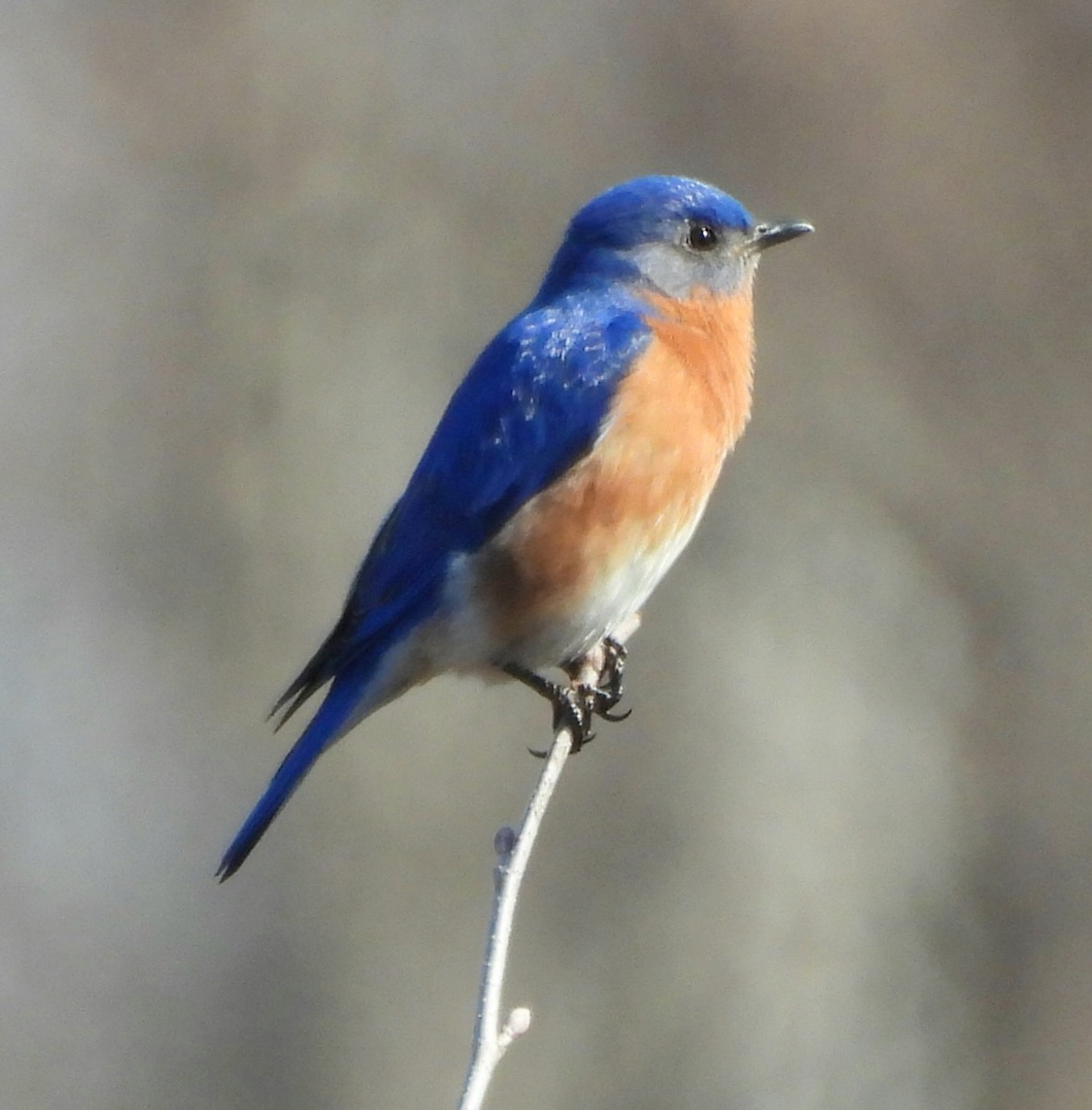 Eastern Bluebird - ML553781361