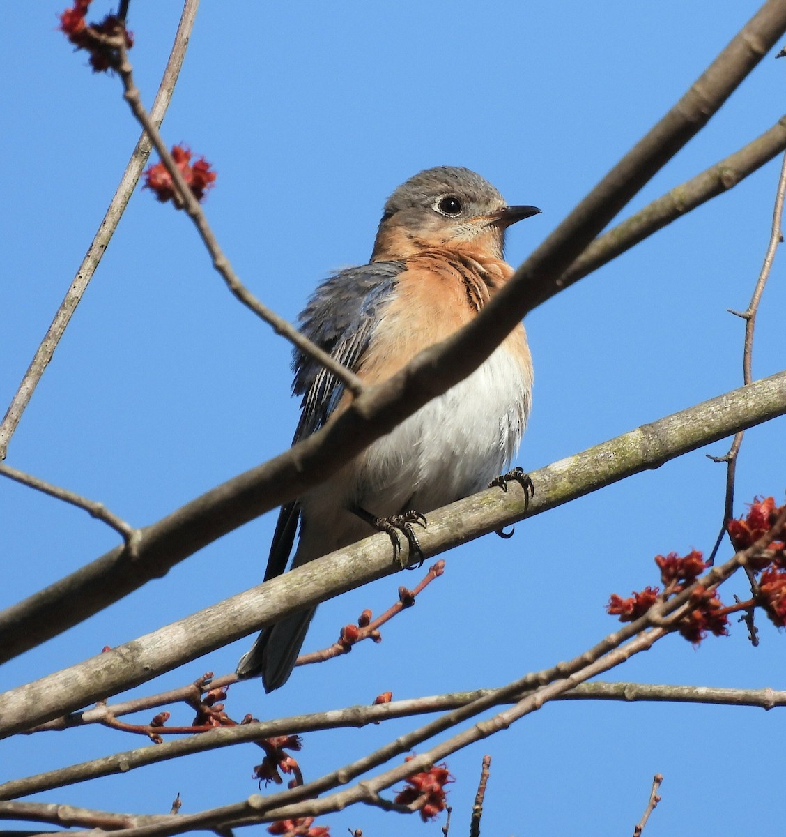Eastern Bluebird - ML553781391