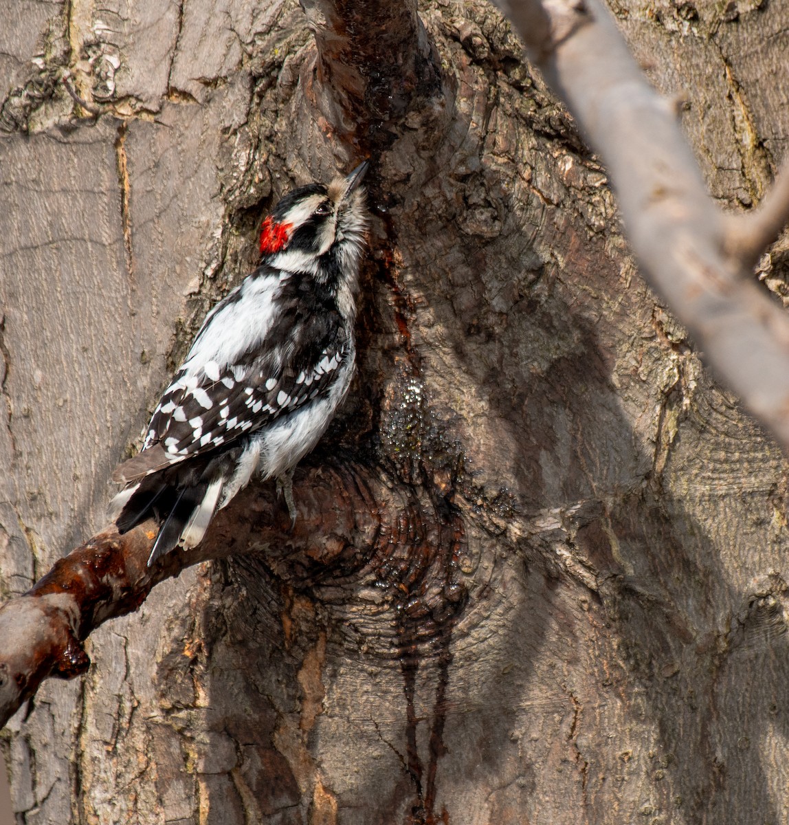 Hairy Woodpecker - ML553782151
