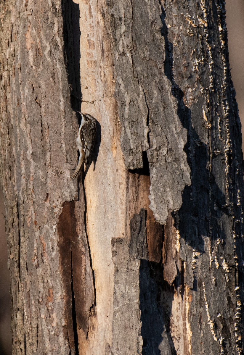 Brown Creeper - ML553782231