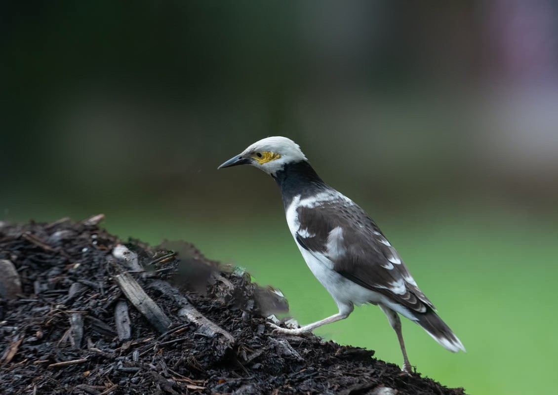 Black-collared Starling - ML553782421