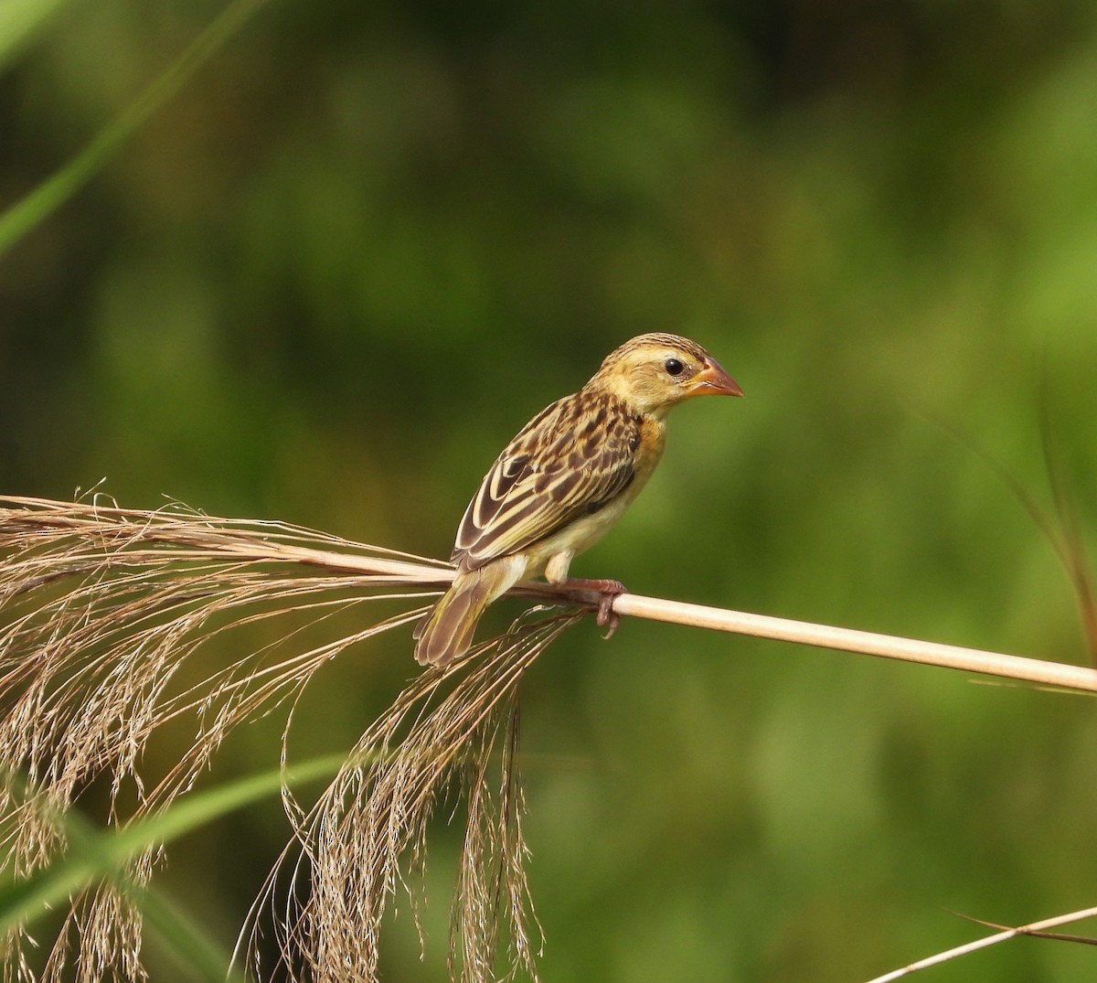 Baya Weaver - ML553782641