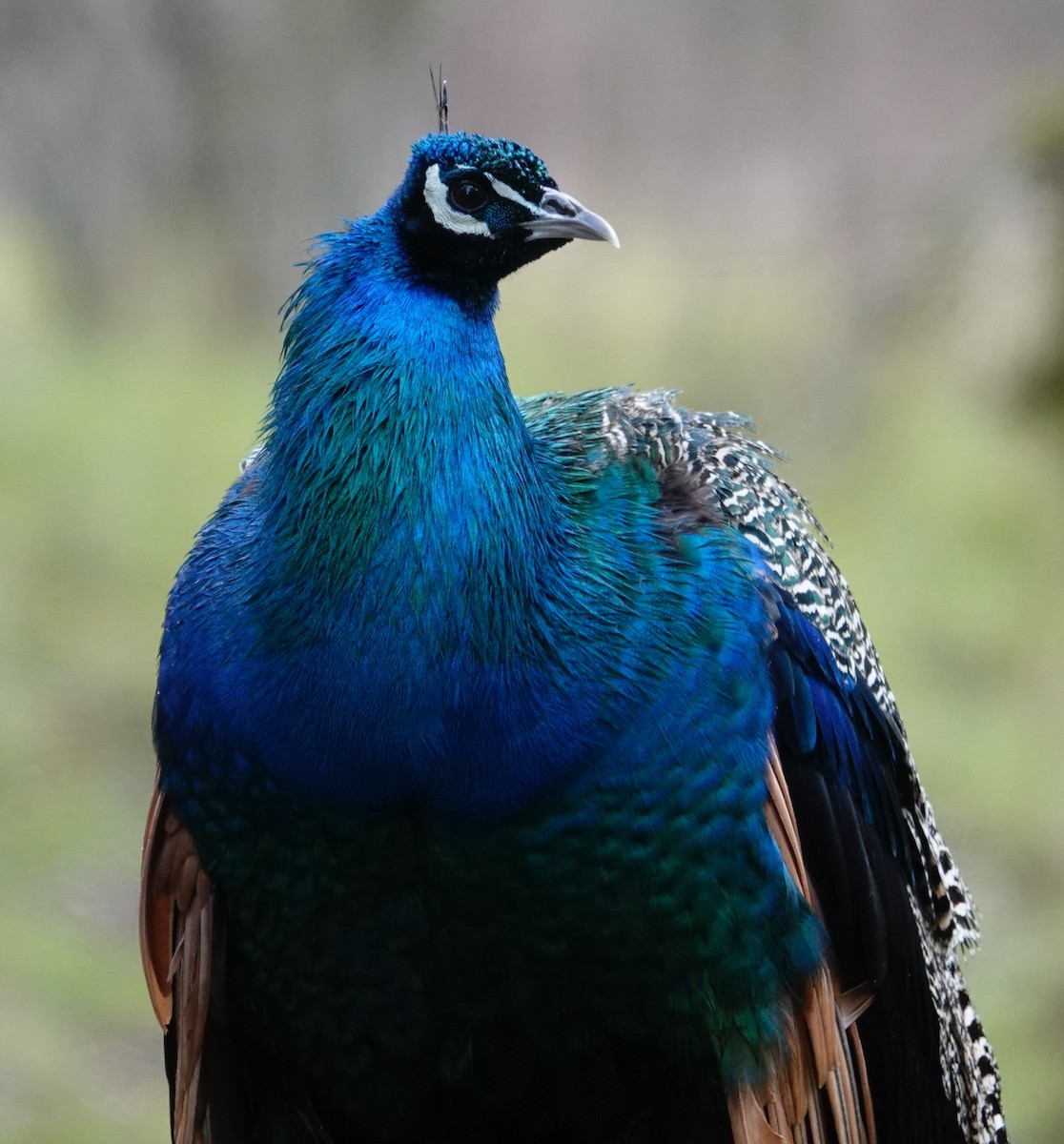 Indian Peafowl (Domestic type) - ML553783051