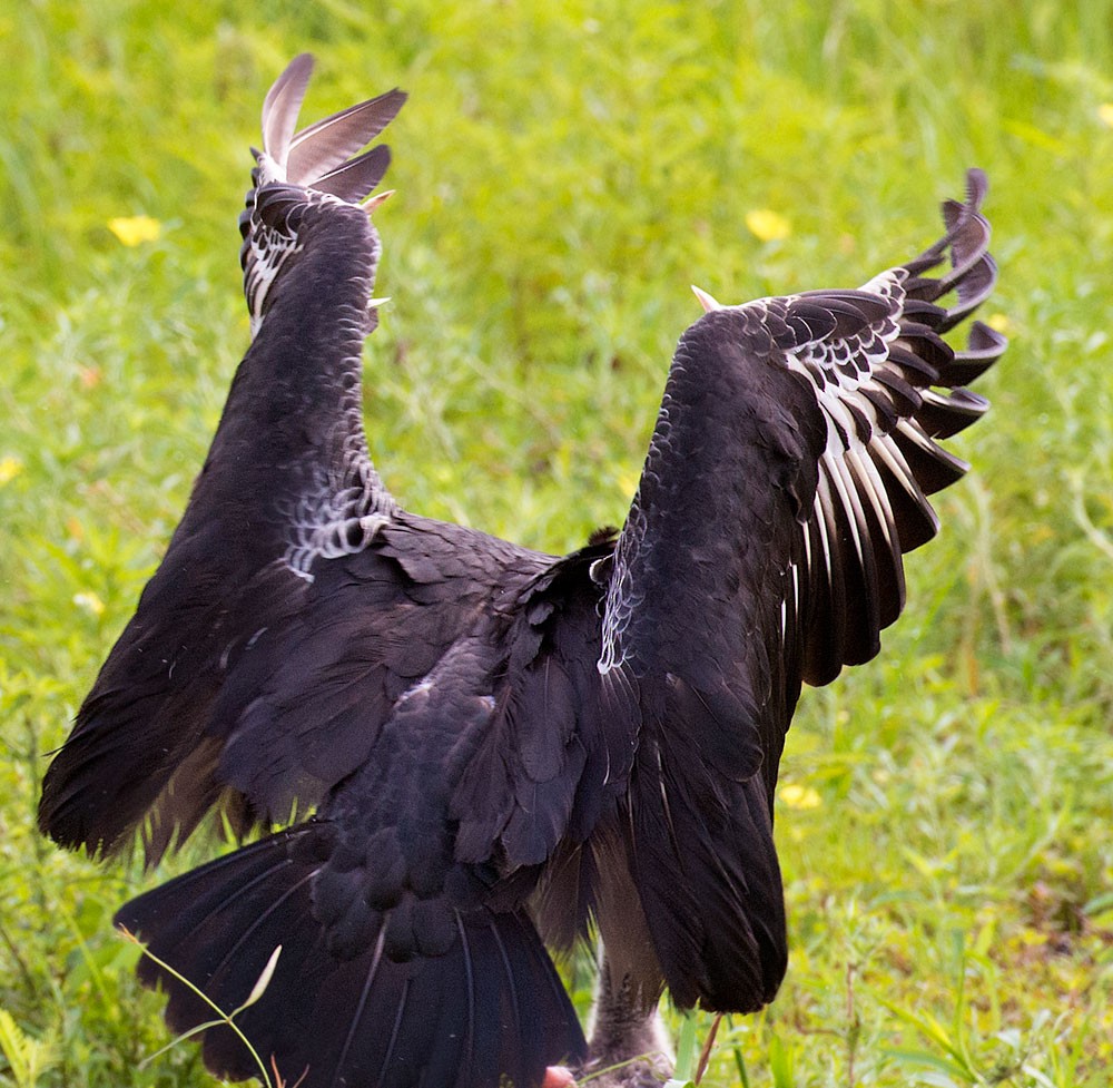 Southern Screamer - ML553783611