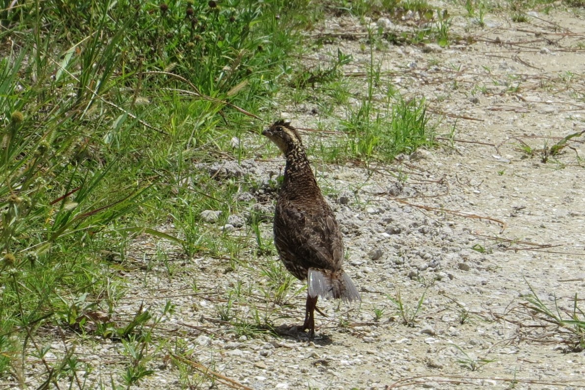 Northern Bobwhite - ML553784901