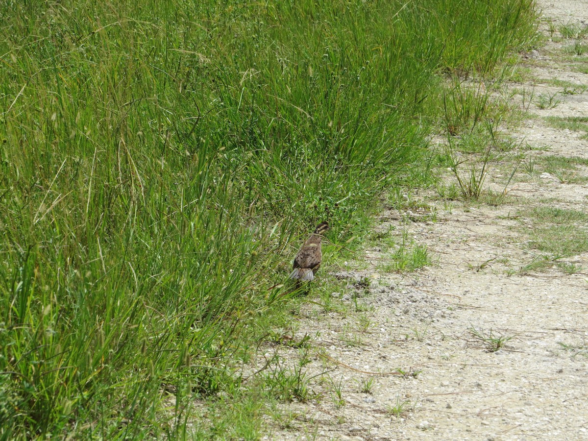 Northern Bobwhite - ML553784931