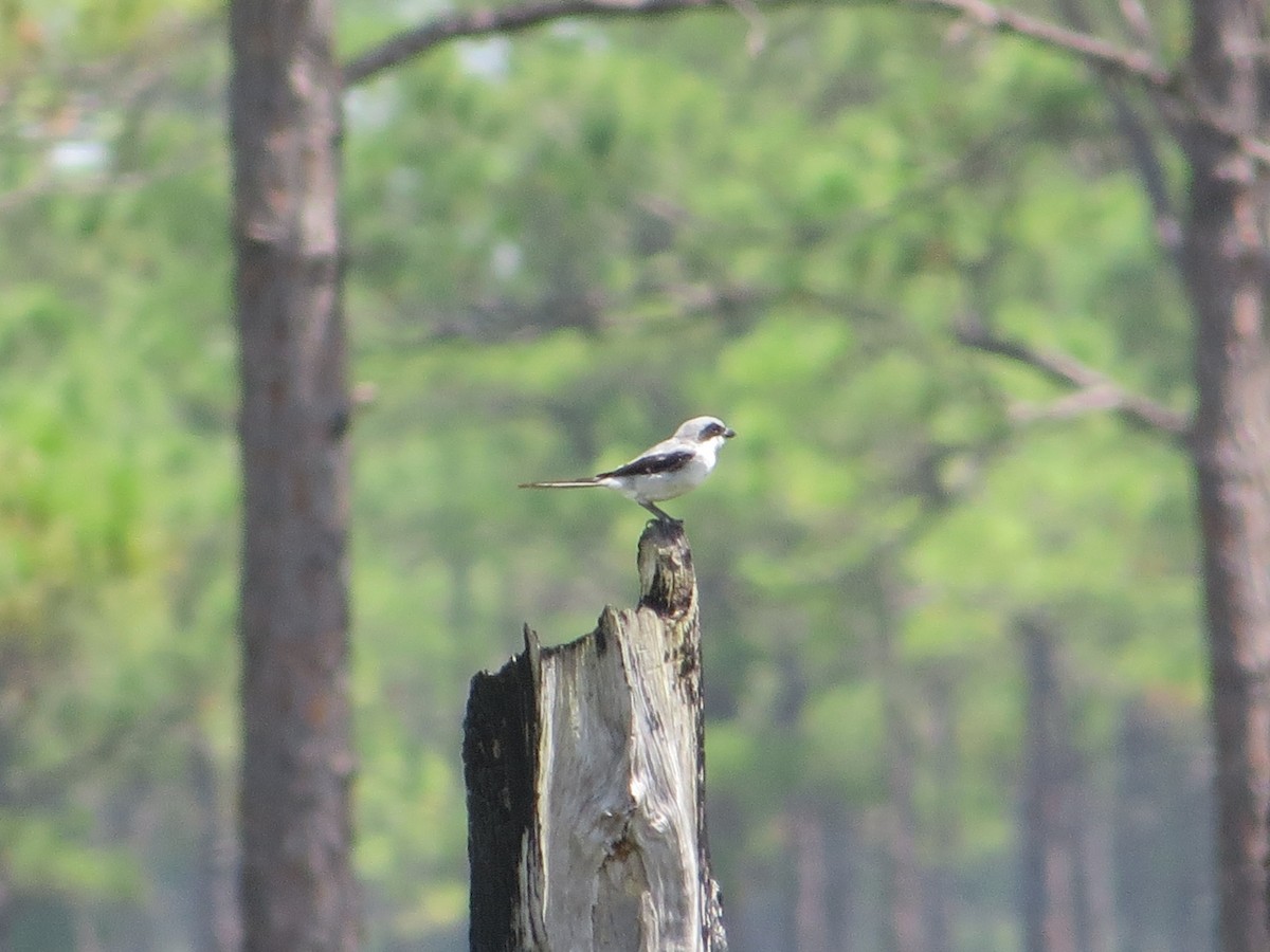 Loggerhead Shrike - ML553785011