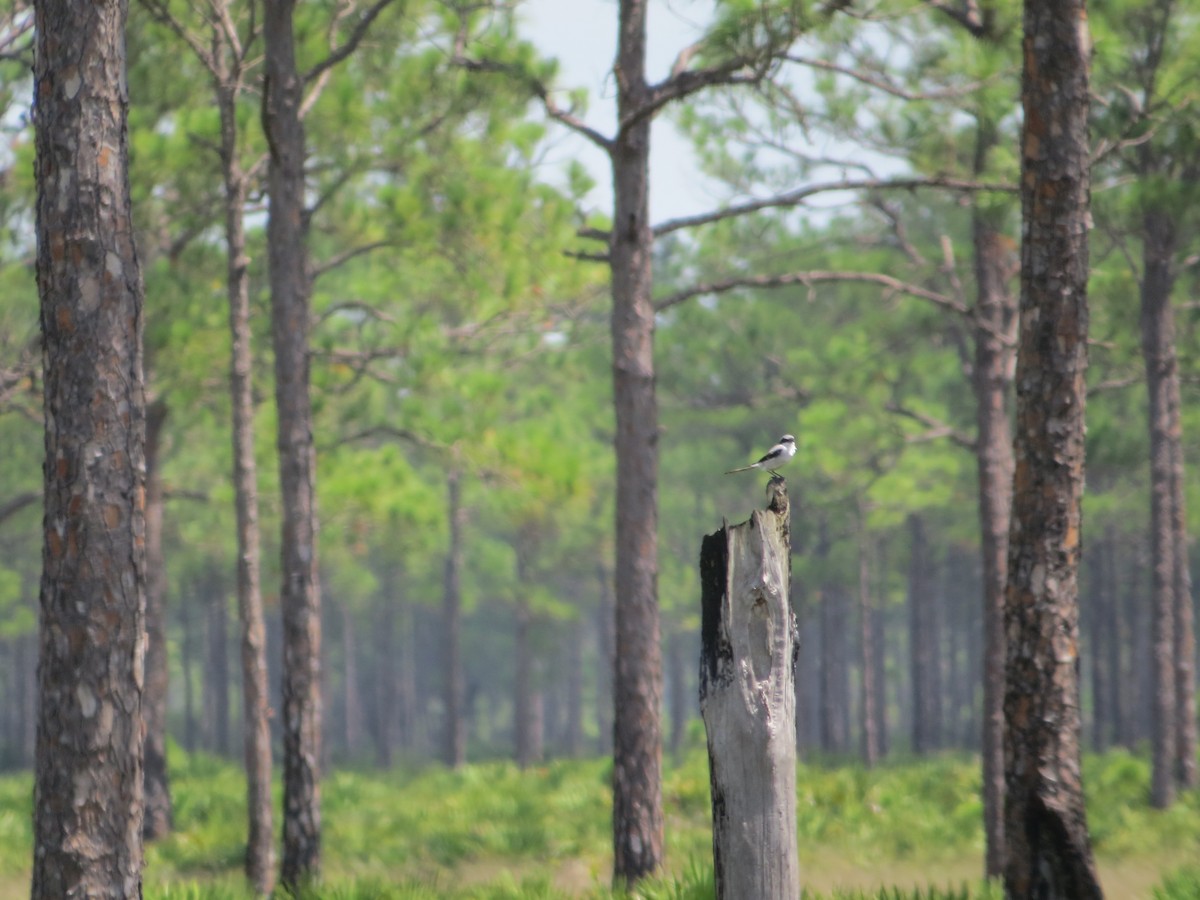 Loggerhead Shrike - ML553785021