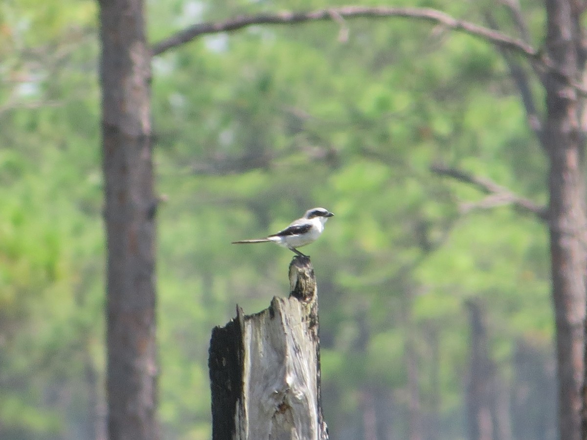 Loggerhead Shrike - ML553785041