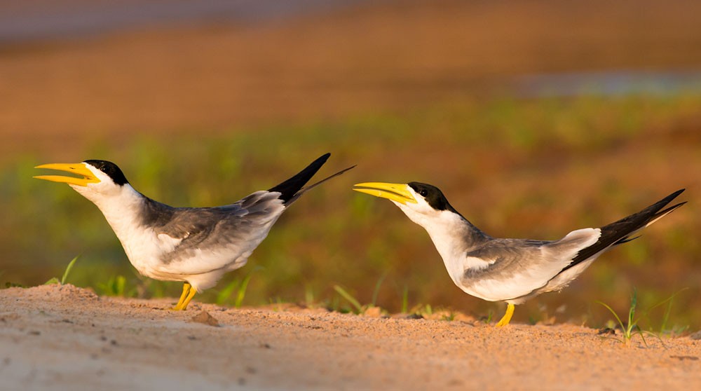 Large-billed Tern - ML553785591