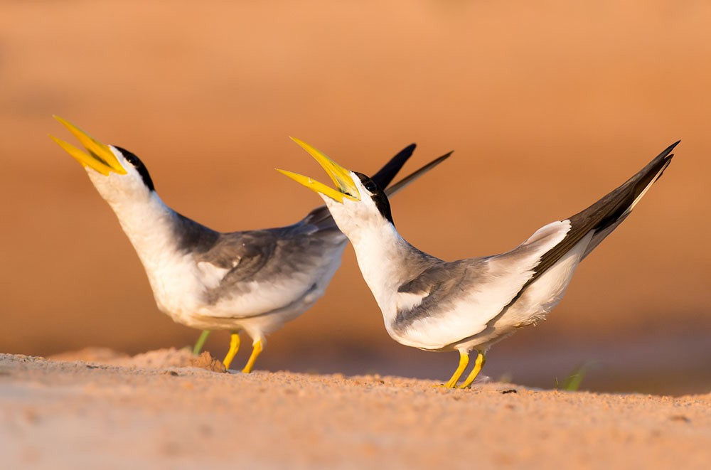 Large-billed Tern - ML553785601