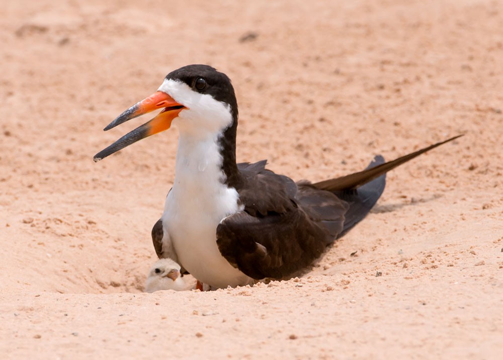 Black Skimmer - ML553785951