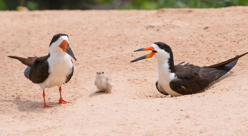 Black Skimmer - ML553785961