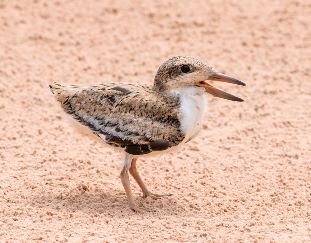 Black Skimmer - ML553785971