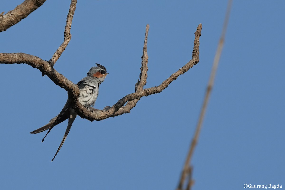 Crested Treeswift - ML553786321