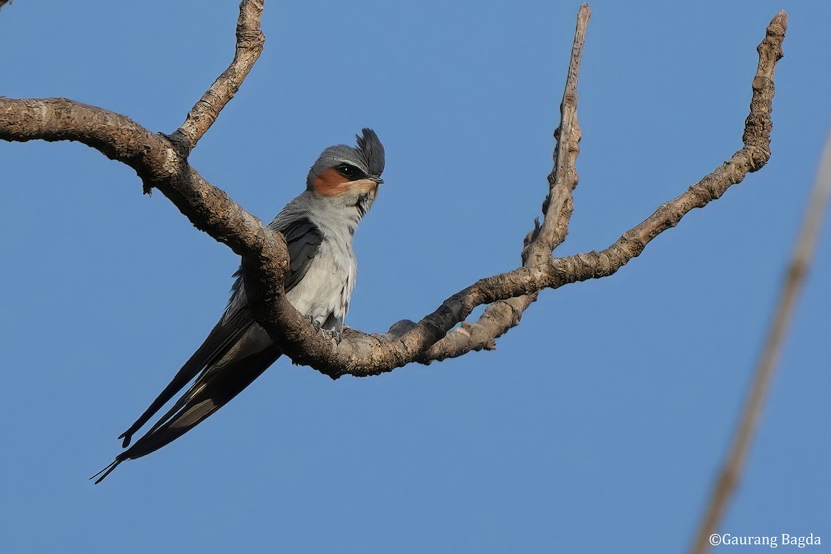 Crested Treeswift - ML553786331