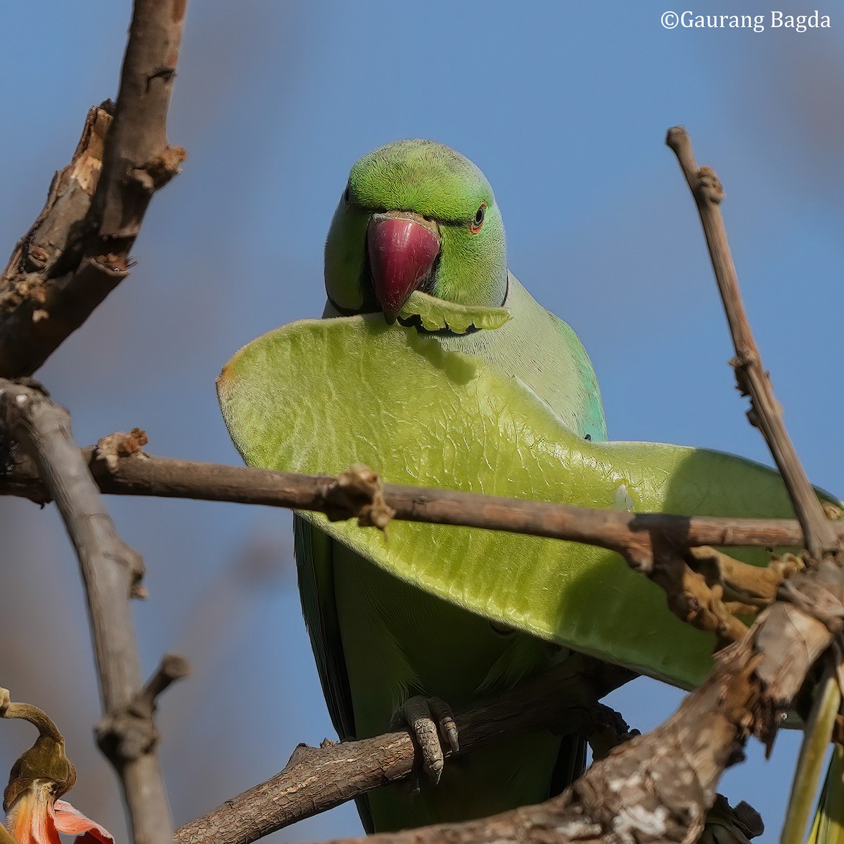 Rose-ringed Parakeet - ML553786591