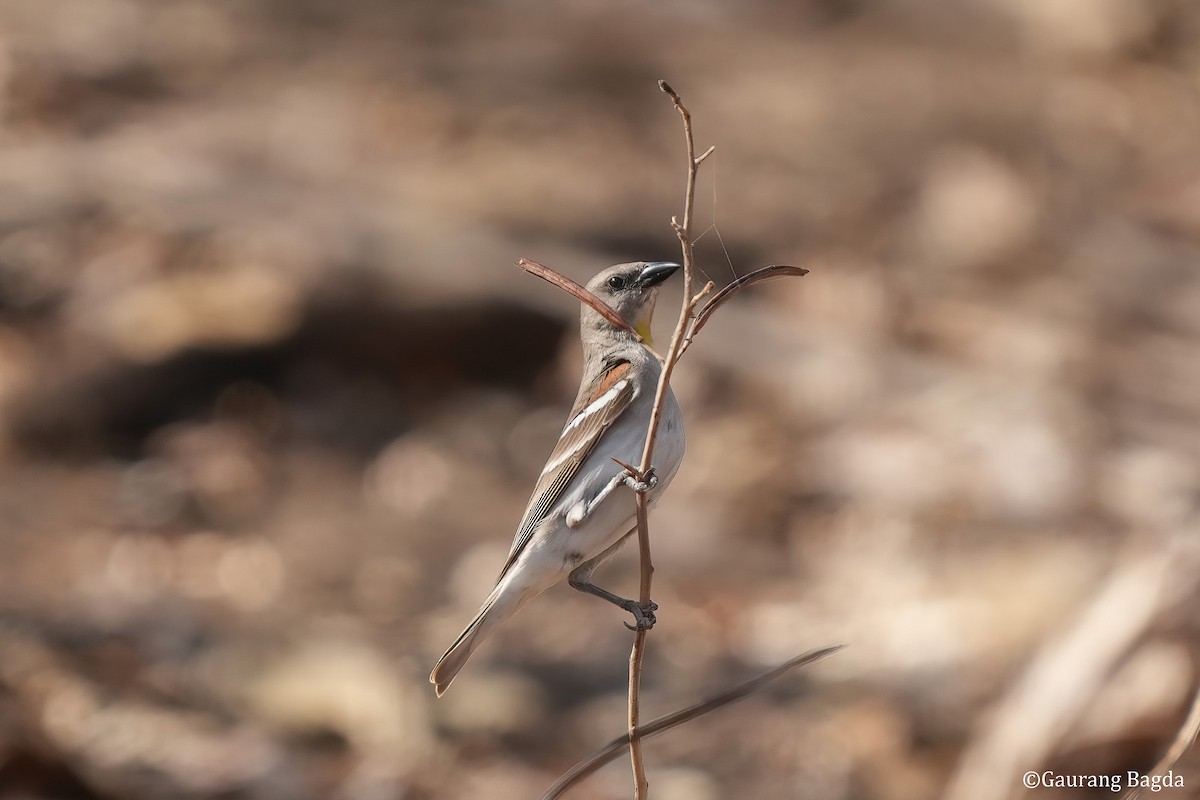 Yellow-throated Sparrow - ML553786731