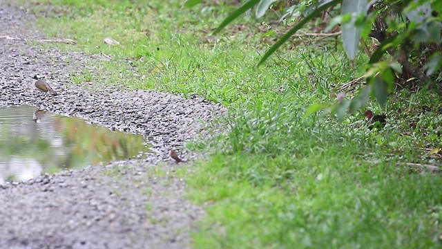 Ruddy-breasted Crake - ML553787321