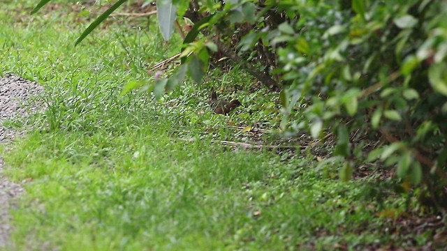 Ruddy-breasted Crake - ML553787341