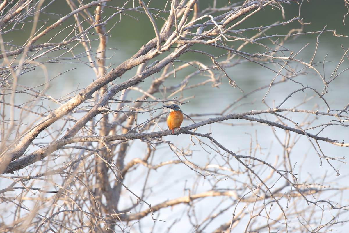 Common Kingfisher - 尤 俊華