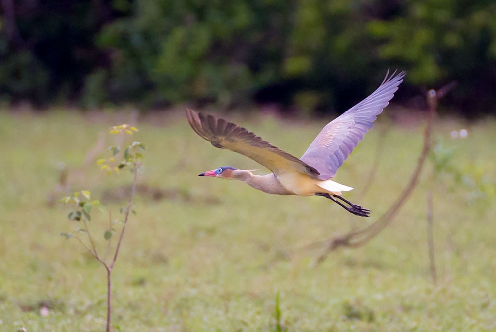 Whistling Heron - ML553787541