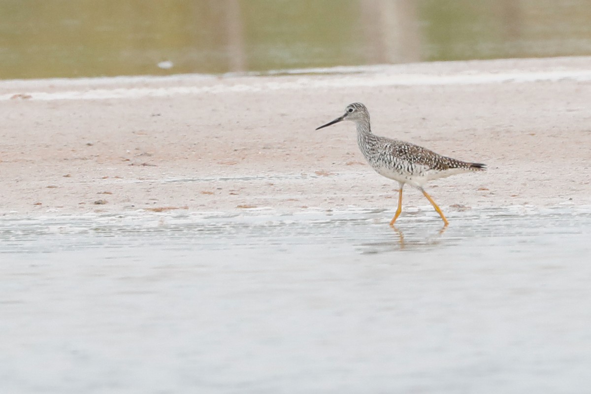 Greater Yellowlegs - Matthew Douglas Gable